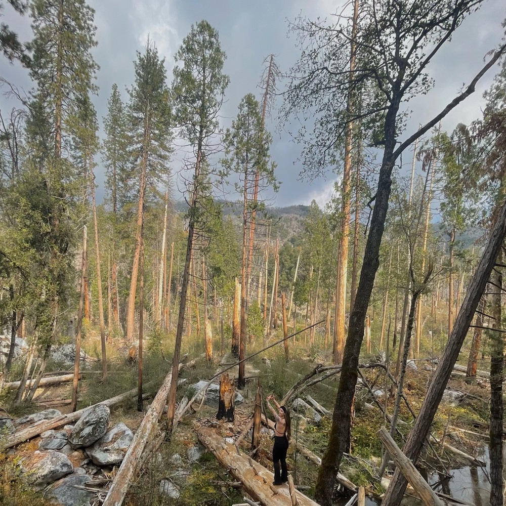 Meet your Posher, Simba